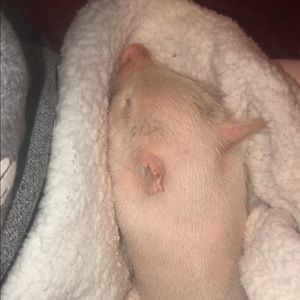 Meet your Posher, April